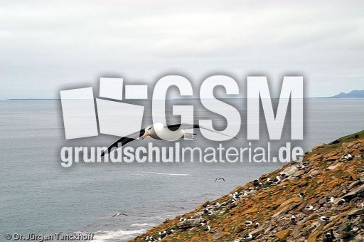 Schwarzbrauenalbatros (6 von 52).jpg